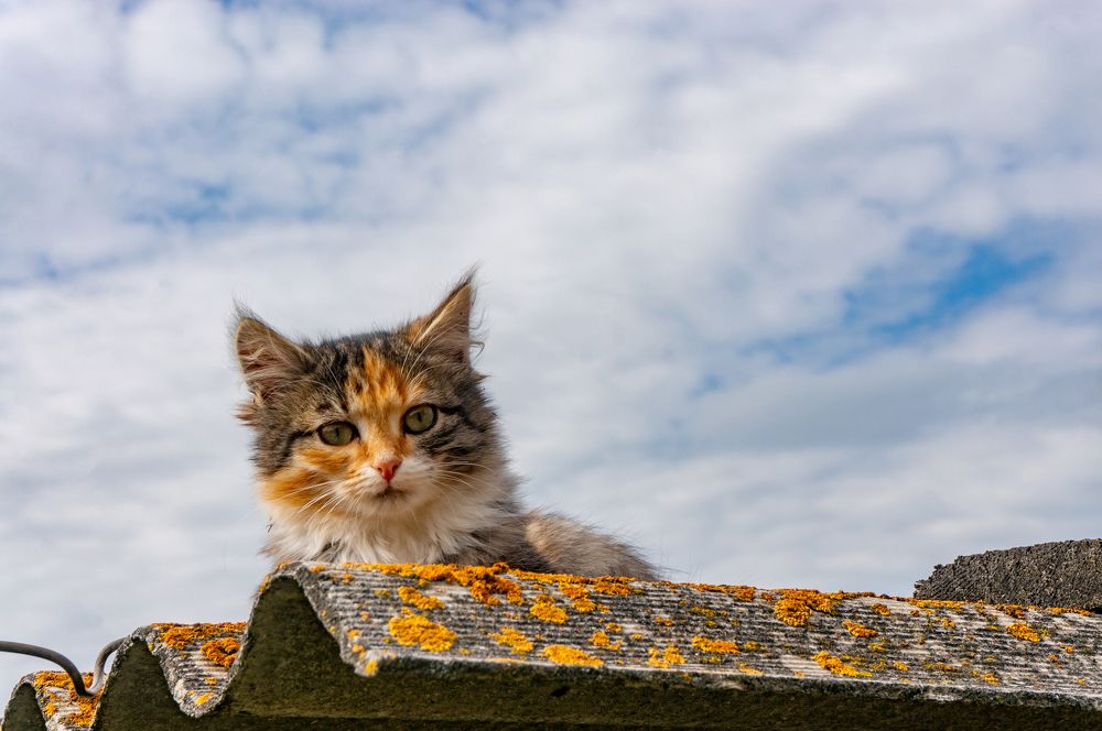 Фотография автора Виталий Гавронский