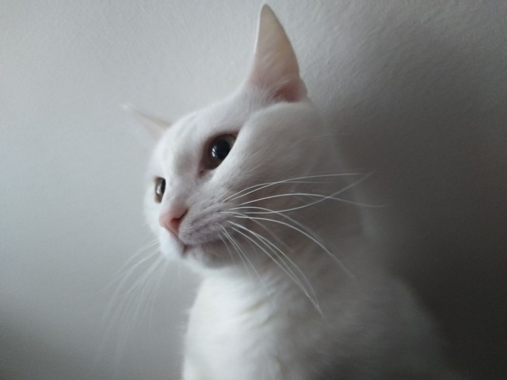 Photo #10732840