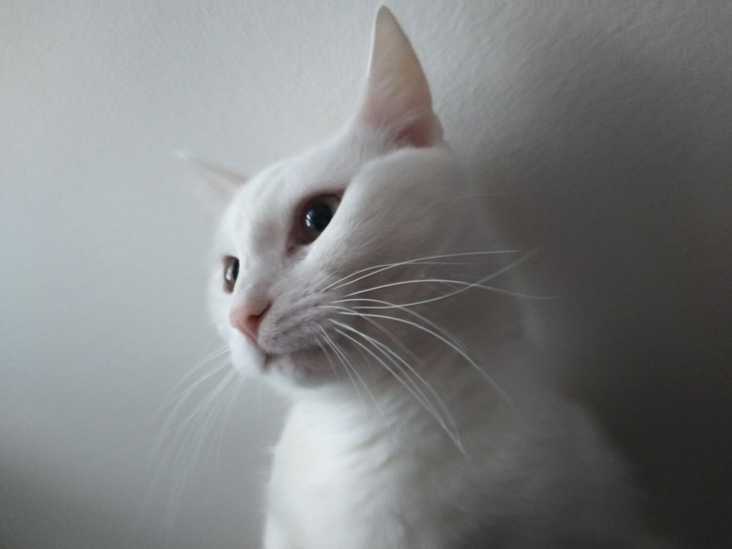 Photo #10732840