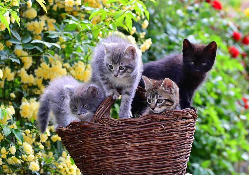 Photograph by Светлана Ивановна