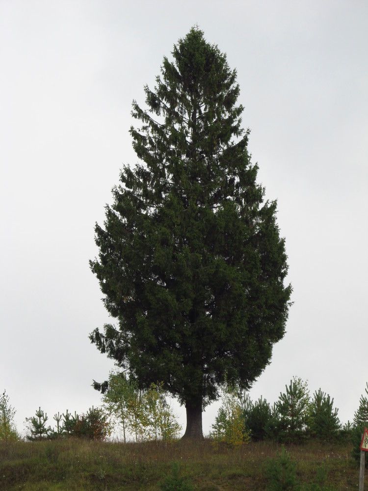 Photograph by Ольга Сафронова