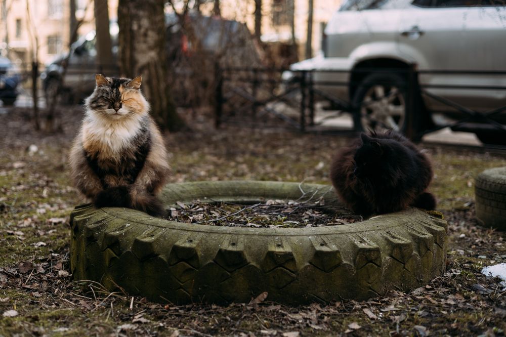 Photograph by Людмила Безуглая
