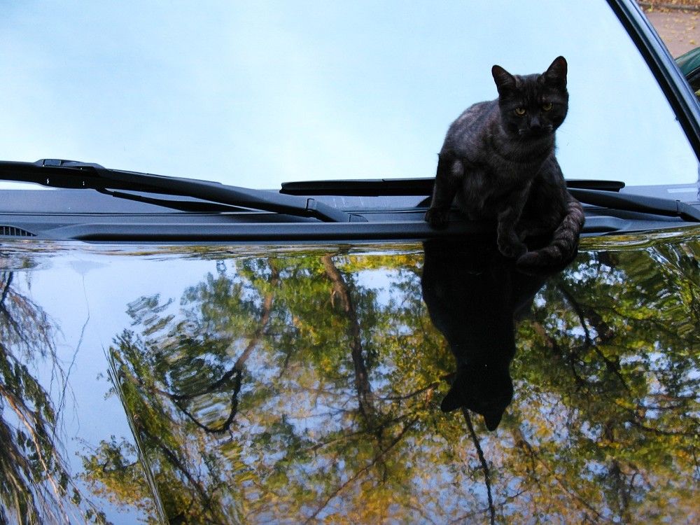 Во дворе / In the yard