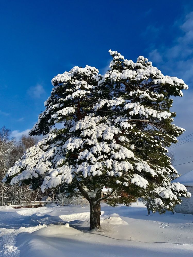 Photograph by Шестакова Наталья