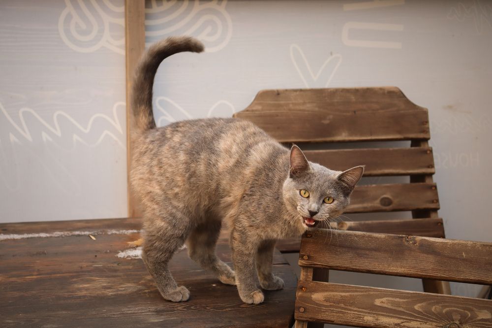 Photograph by Анастасия Селява