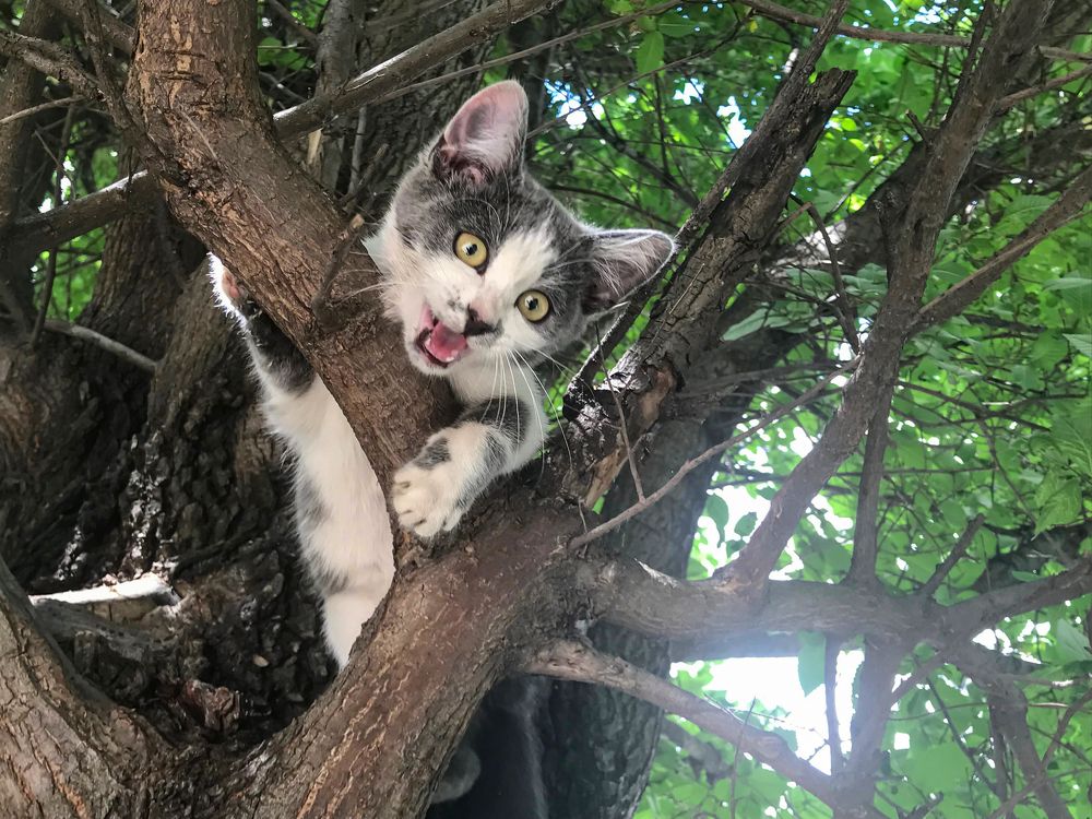 Фотография автора Ольга Лихтарь