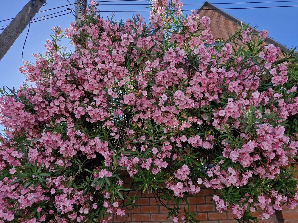 Photograph by Igor Chechin