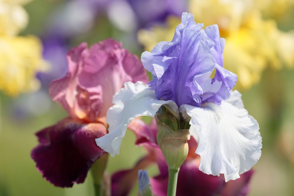 Фотография автора Попов Алексей