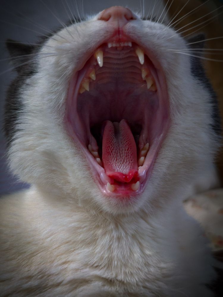 Photograph by Brook Zorg [DeD]