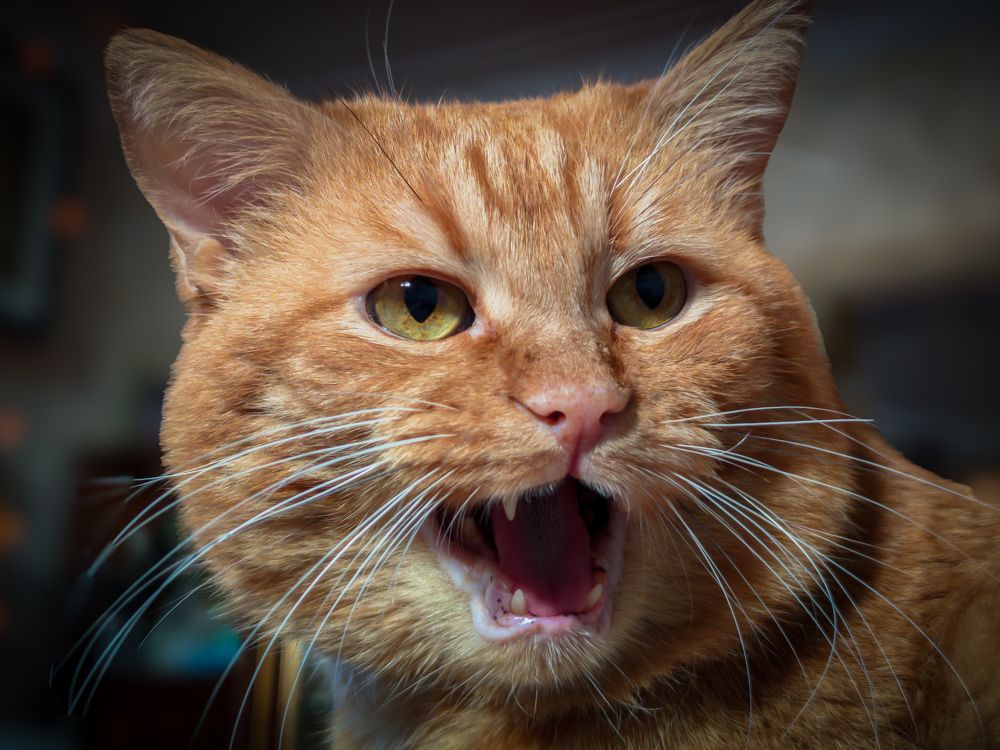 Photograph by Brook Zorg [DeD]