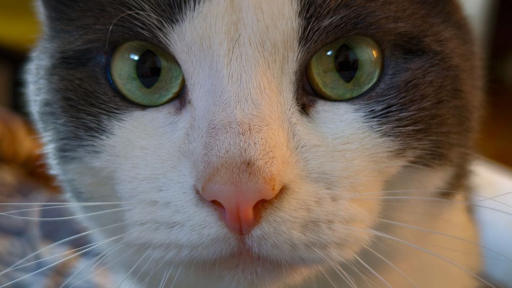 Photograph by Brook Zorg [DeD]