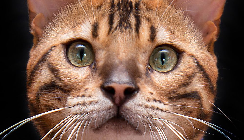 Photograph by Наталья Гашинская