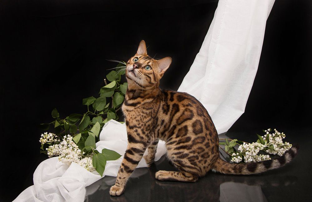 Photograph by Наталья Гашинская