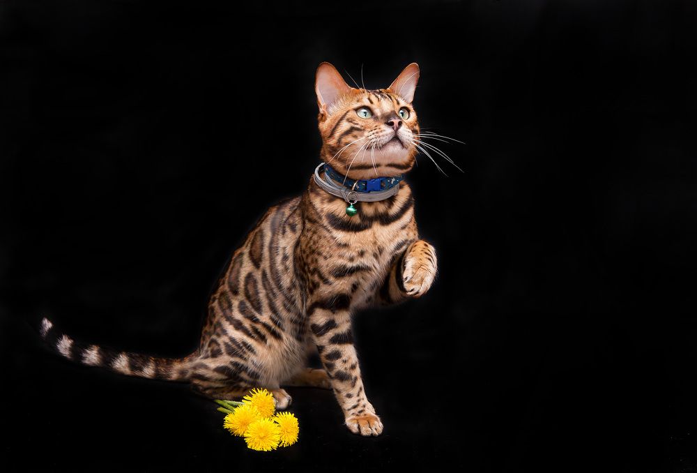 Photograph by Наталья Гашинская