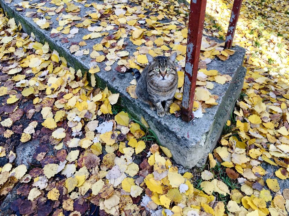Осенний день