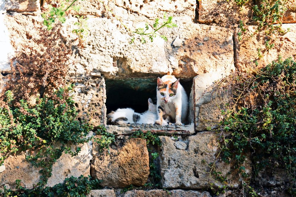 Photograph by Валерий Баранчиков