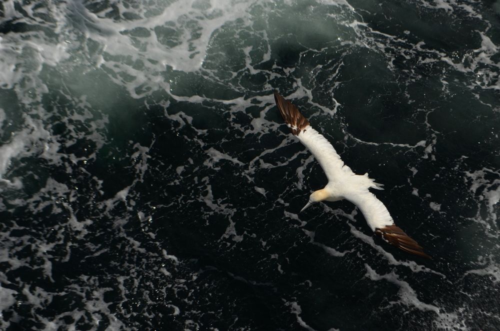 Над пучиной