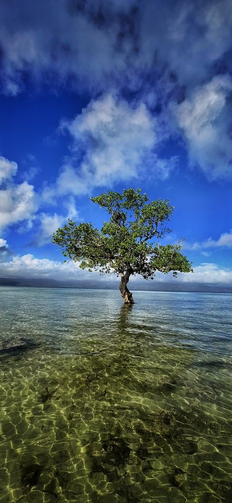 Photograph by Roger Baligod