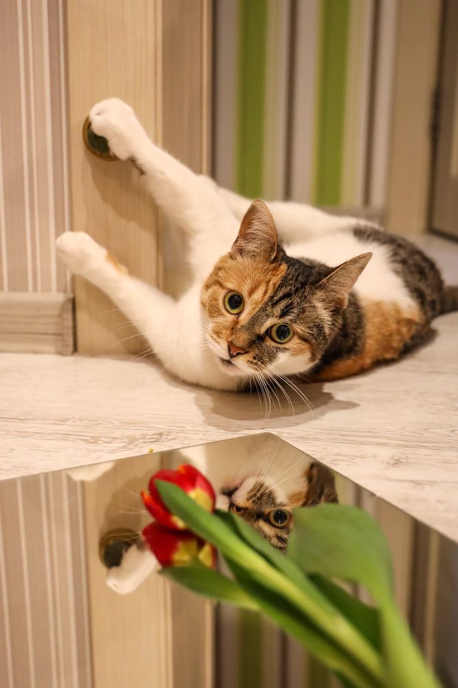 Photograph by Юлия Шурандина