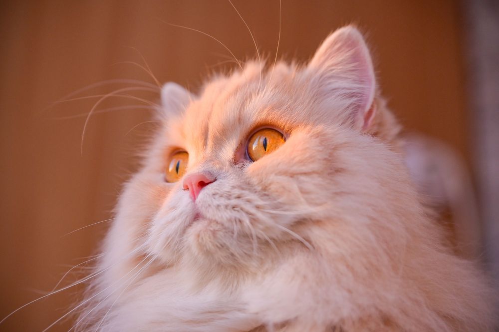 Photograph by Tanzilya Gabidullina