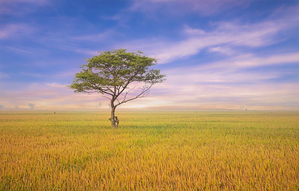 Photograph by Darshana Isuranga Dasanayake