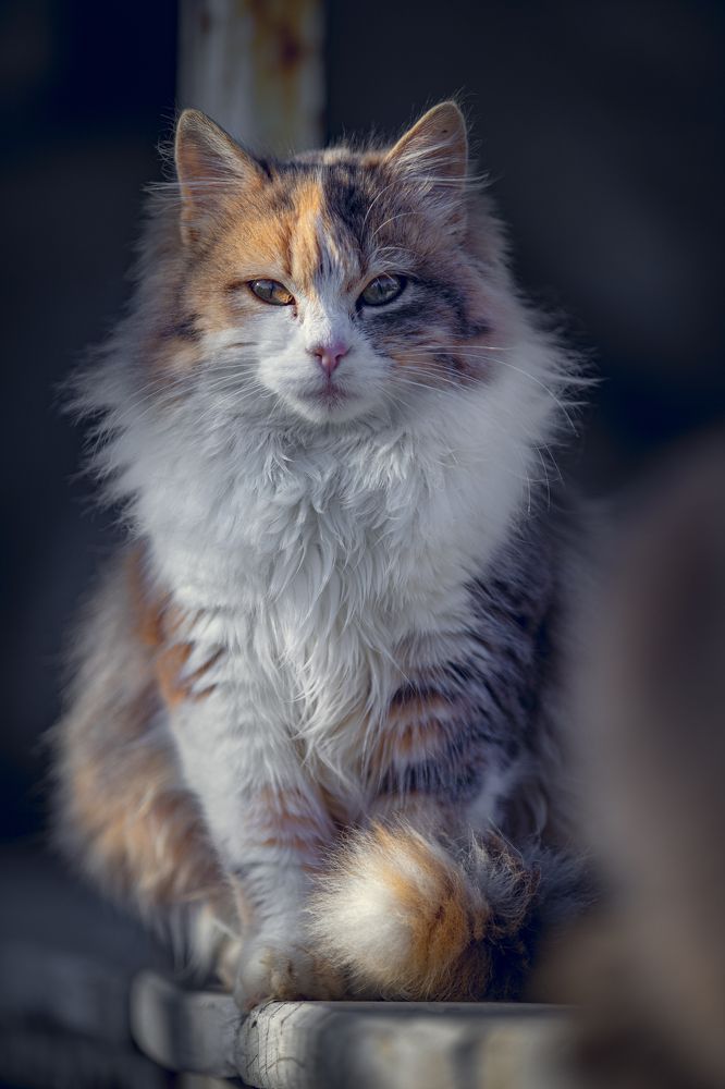 Photograph by Игорь Толкачев