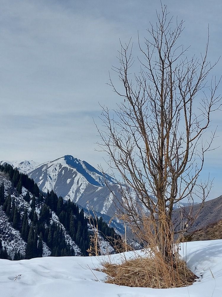 Photograph by Эльвира