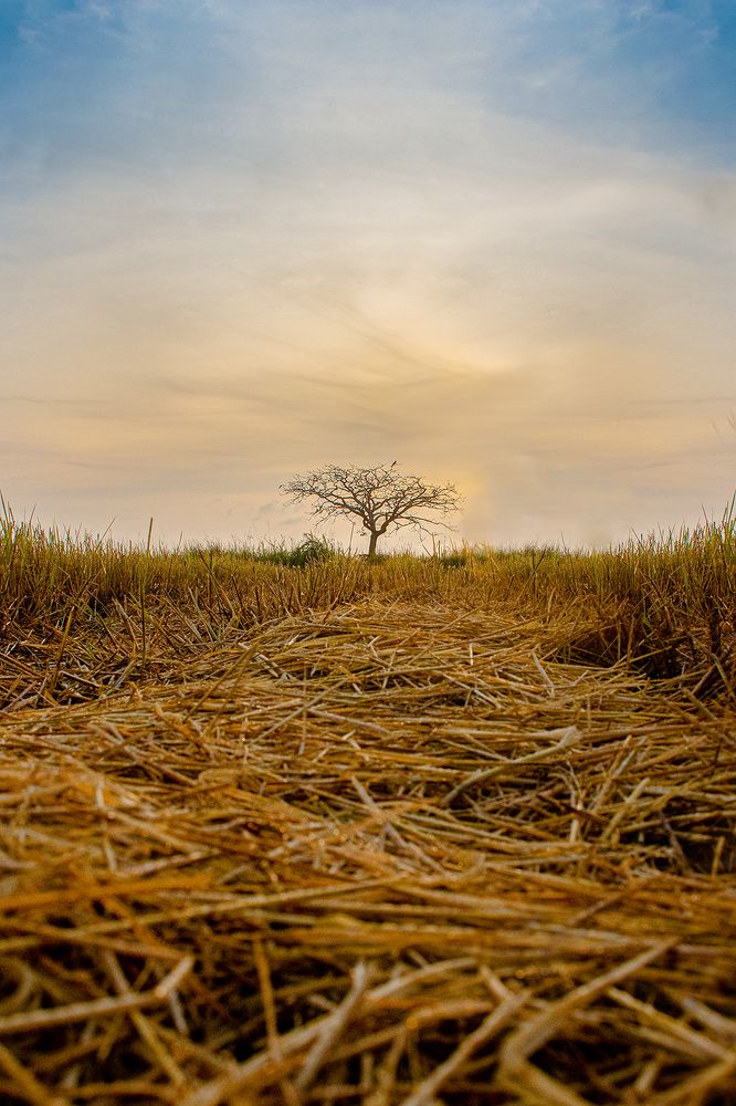 Фотография автора Darshana Isuranga Dasanayake