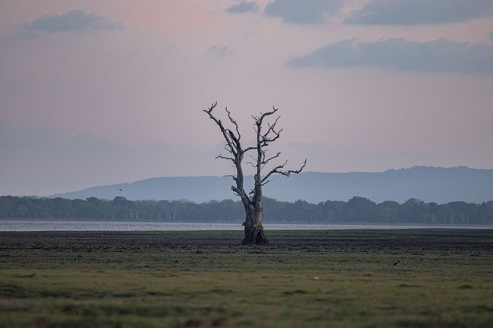 Фотография автора Darshana Isuranga Dasanayake