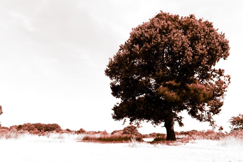 Фотография автора Jurate