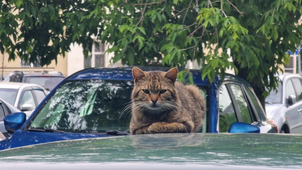Фотография автора Ольга Быстрова