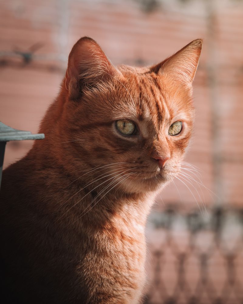 Photograph by Ángel Esteban