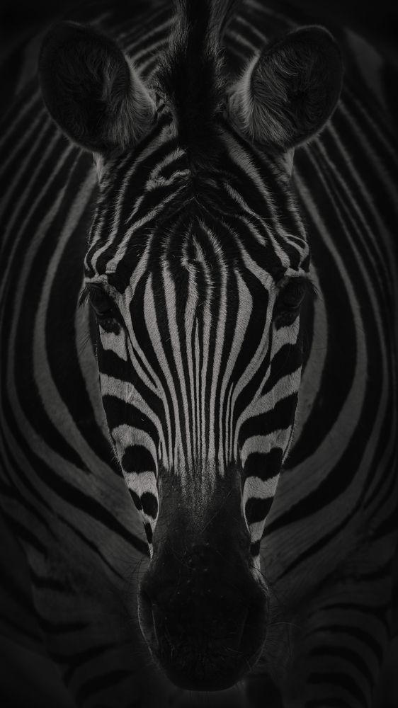 Photograph by Ángel Esteban