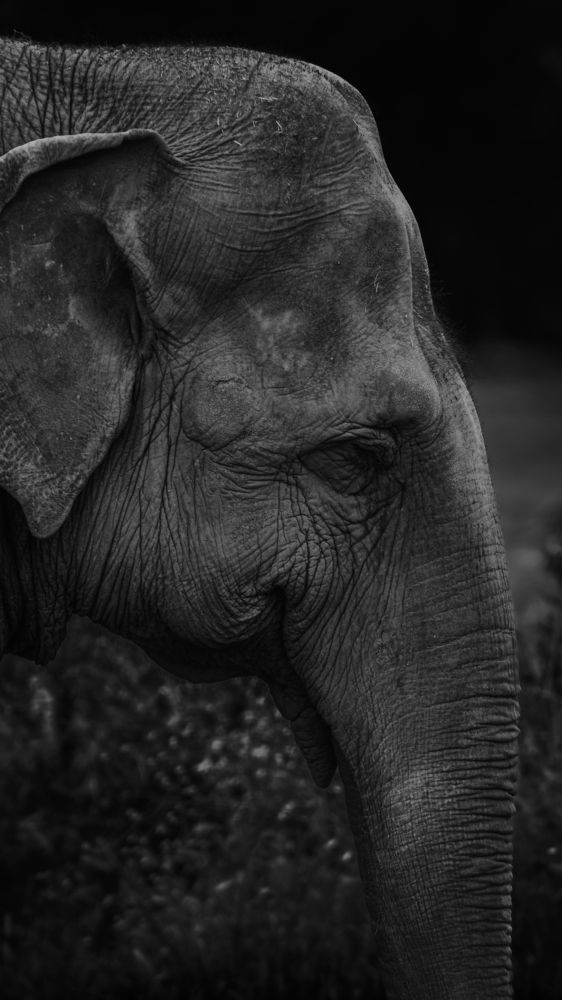 Photograph by Ángel Esteban