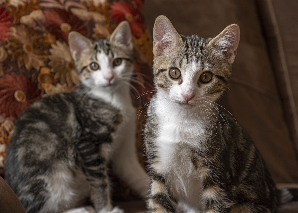 Photograph by gustavo gatto