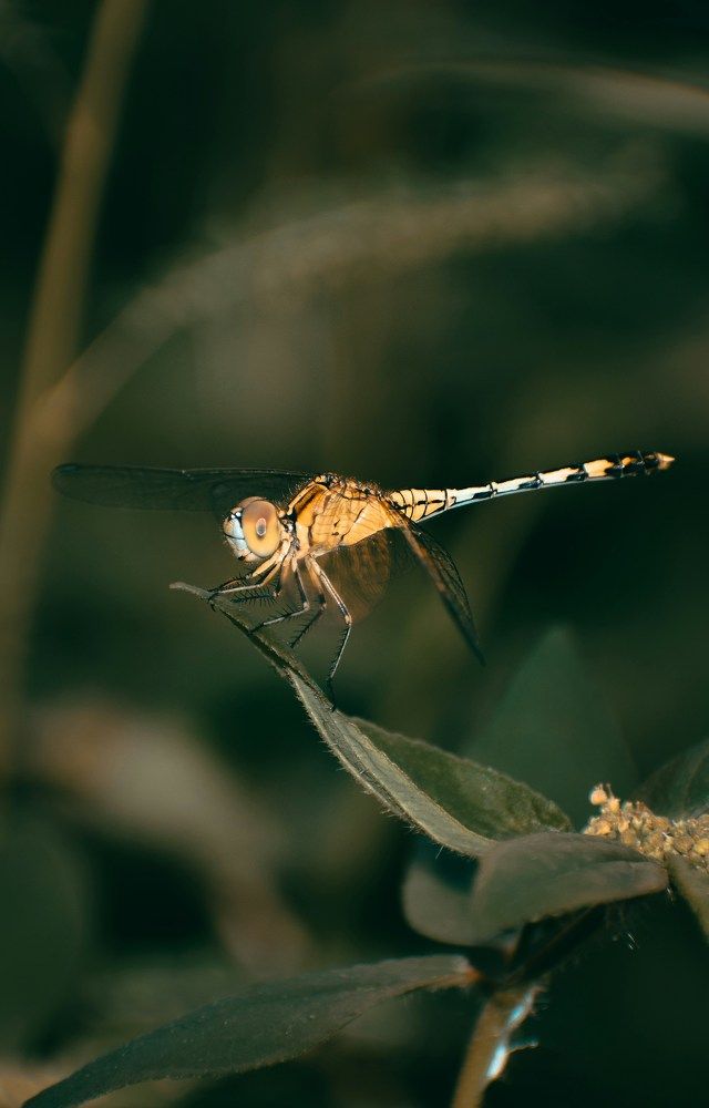 Photograph by Anurag Pandit