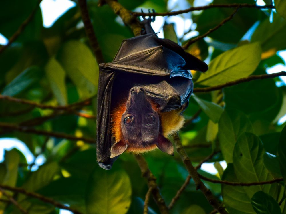 The flying fox