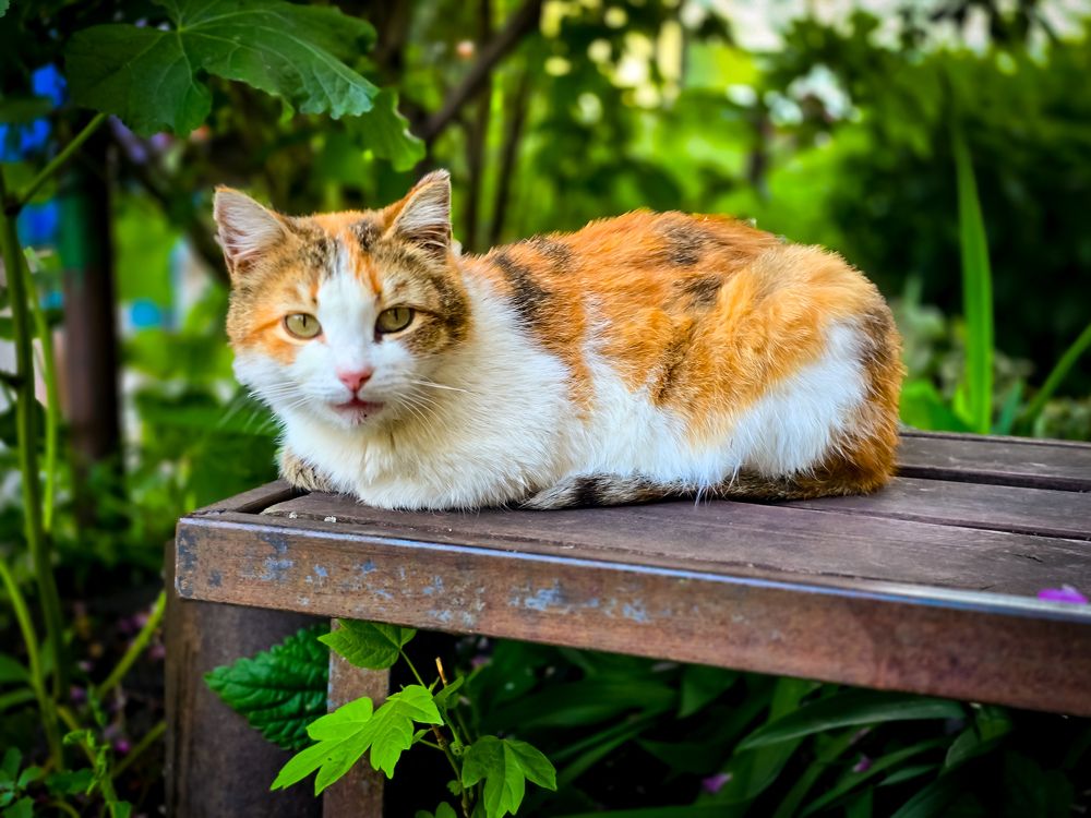 Photograph by Елена Сиушова