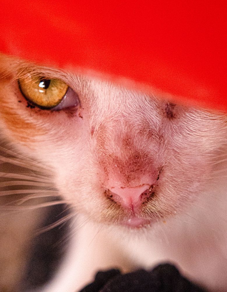 Фотография автора Camilo Rojas