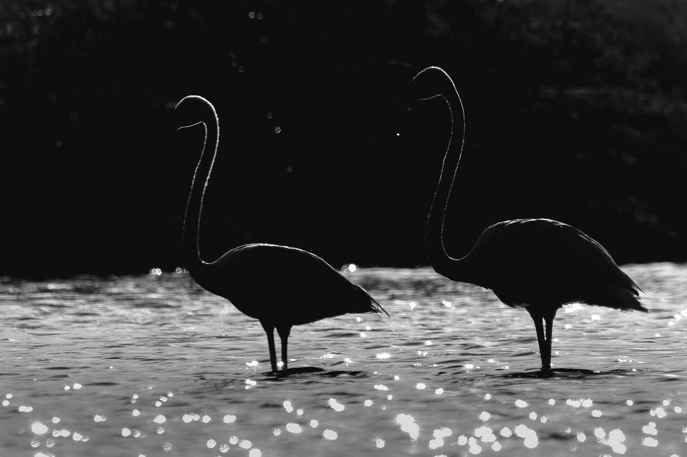 Photograph by Nitin Sidhpura
