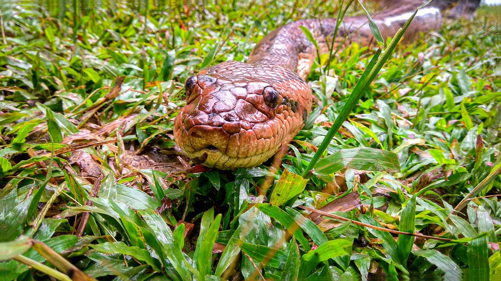 Joven anaconda