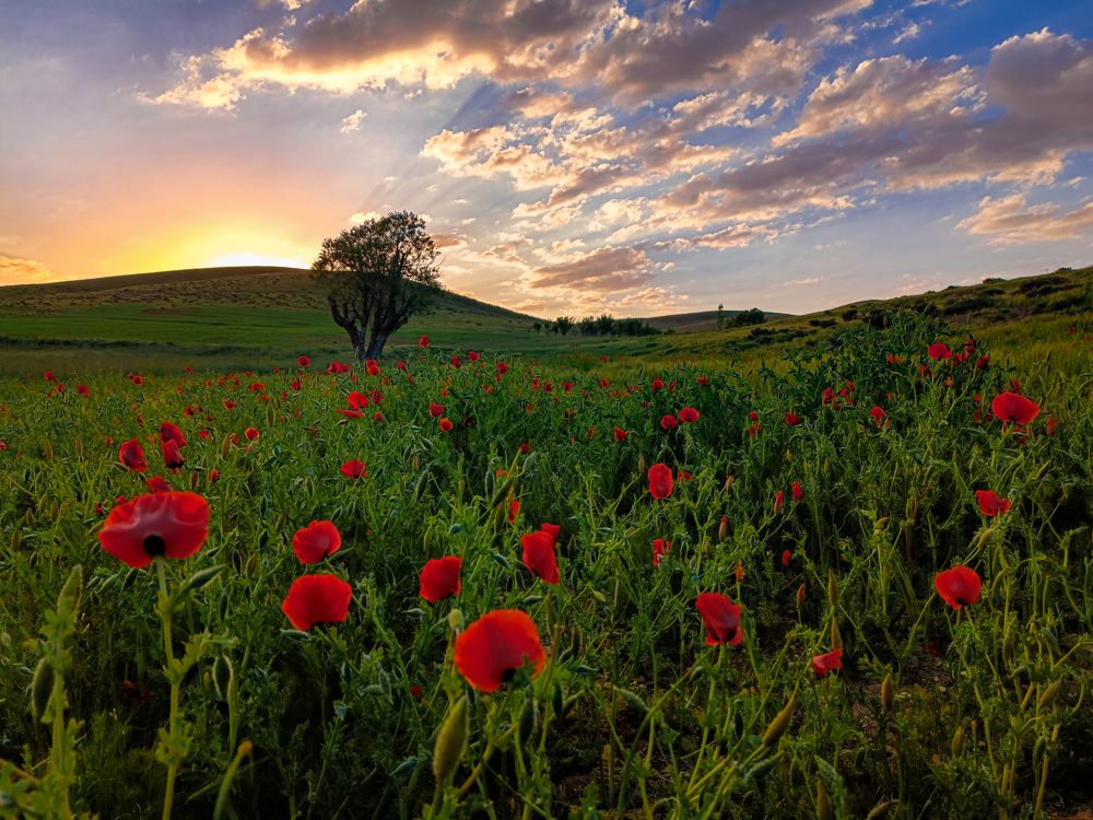 Photograph by Hamid espanani