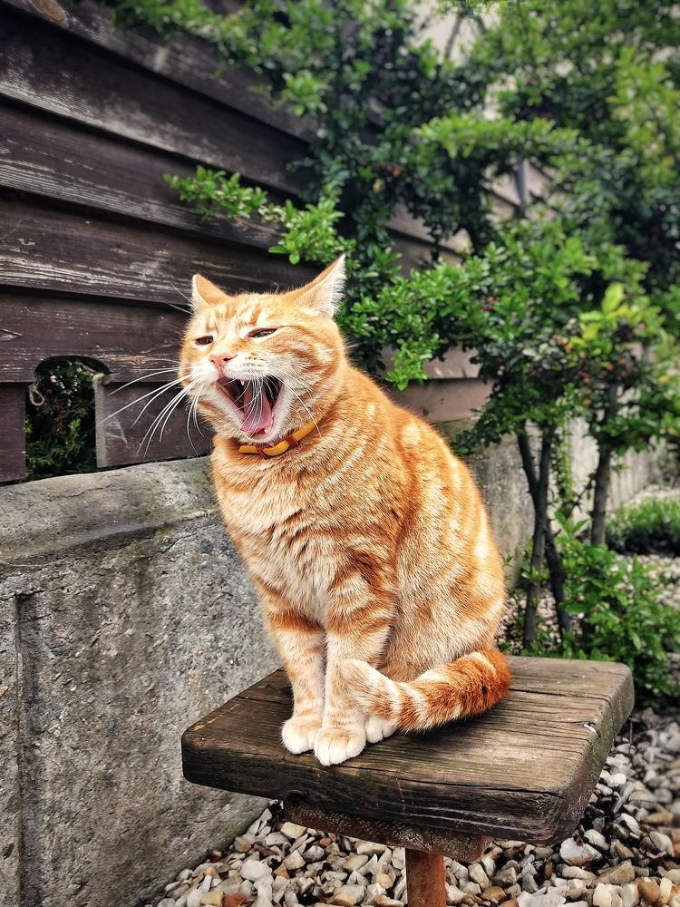 Фотография автора Инга Шевелёва