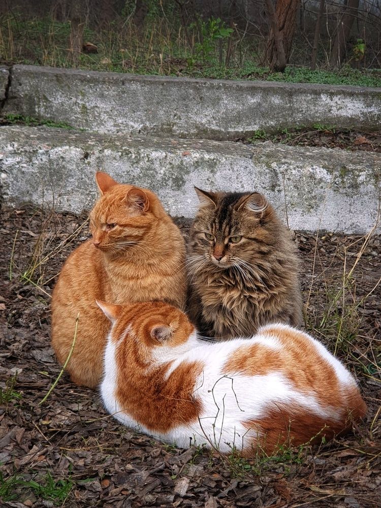 Фотография автора Инга Шевелёва