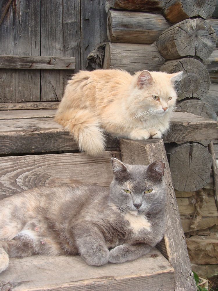 Photograph by Николай Худяков