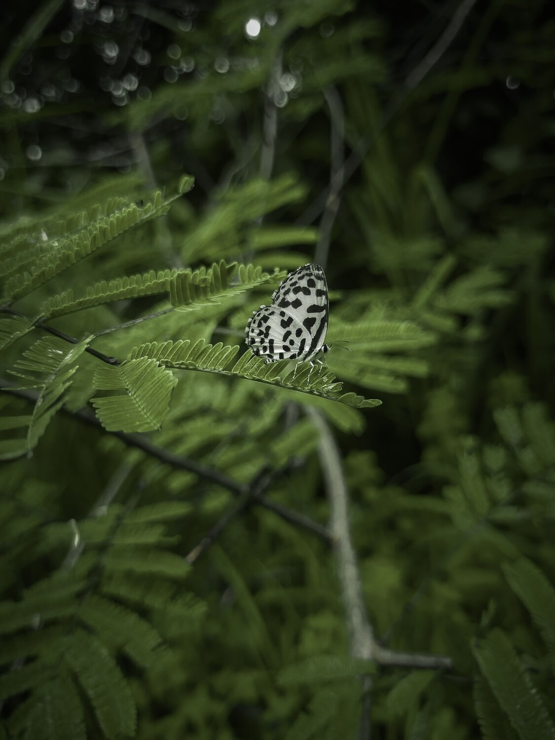 Mobile photography