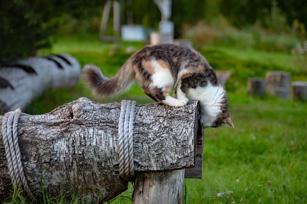 Photograph by Антон Бабичев