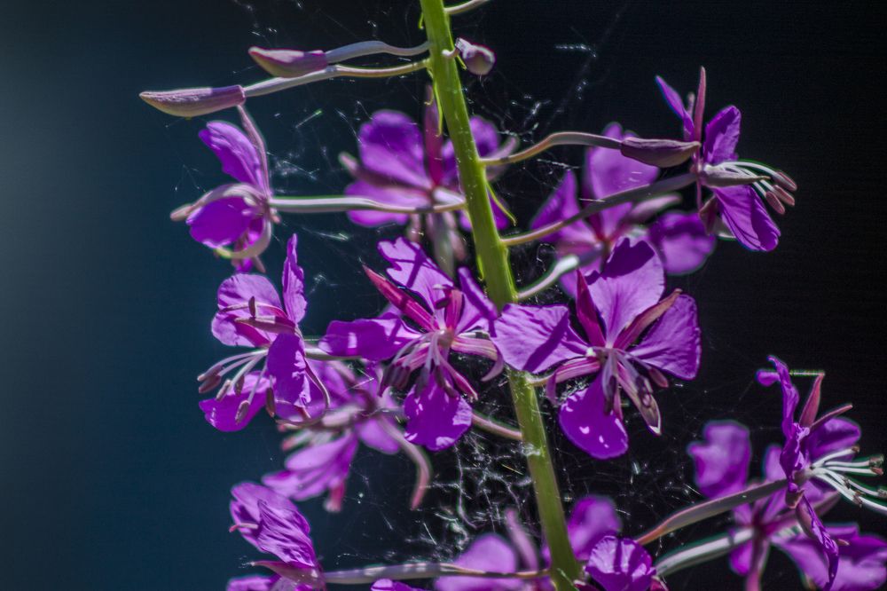 Photograph by Илья Юриков