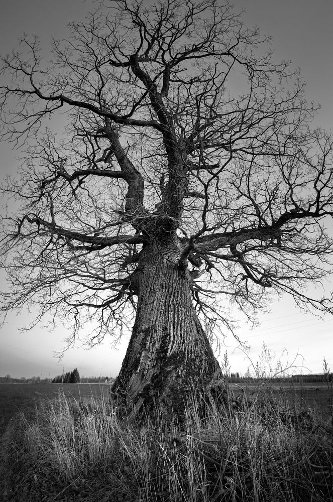 Photograph by Juris Buklovskis