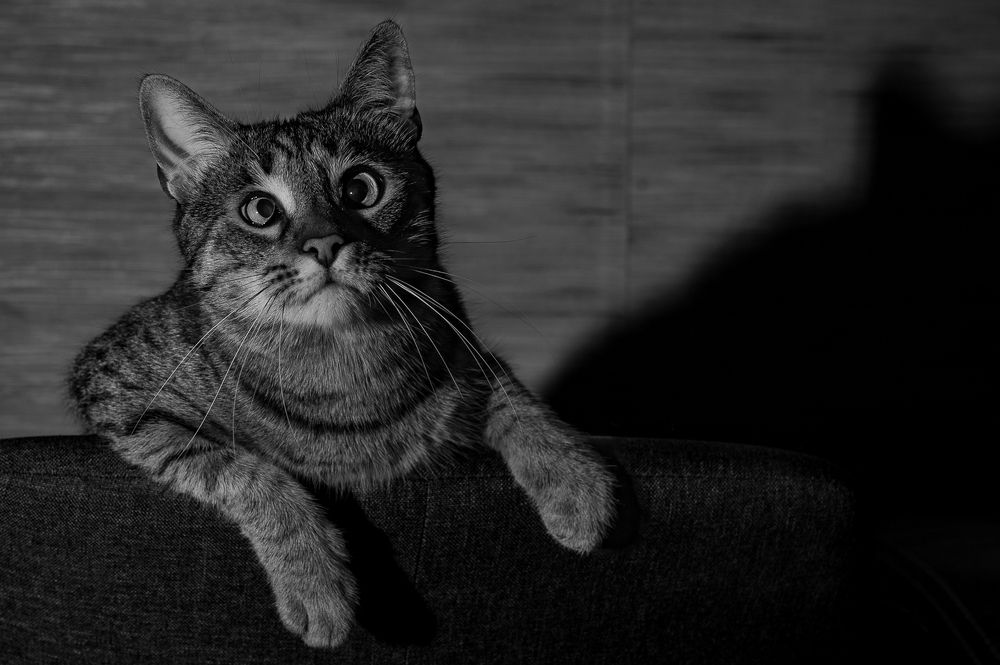 Photograph by Dobromir Botev